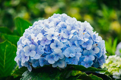 Close-up of blue hydrangea flowers in park