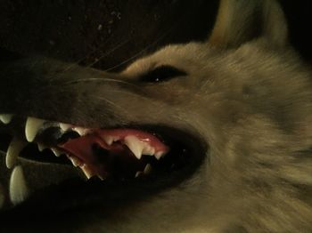 Close-up of dog