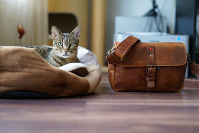 Portrait of tabby resting on floor by leather bag at home