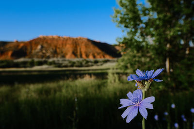 Close-up of purple flowering plants on field against blue sky