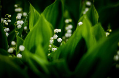 Close-up of water drop on plant