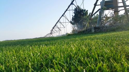 Trees on grassy field against clear sky