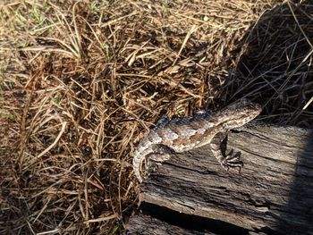 High angle view of lizard on wood