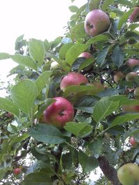 Close-up of apples on tree