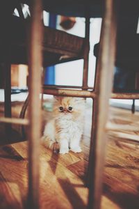 Close-up of persian kitten sitting on hardwood floor