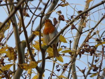 Low angle view of bird perching on tree