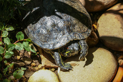 Close-up of turtle on rock