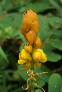 Close-up of fruit