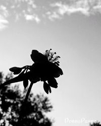 Low angle view of flower against sky