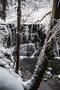 View of icicles on tree trunk in forest during winter