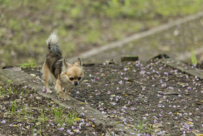 Dog lying down on land