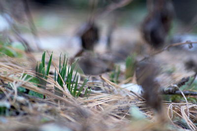 Close-up of grass on field