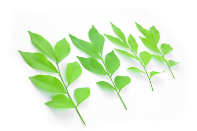 Close-up of leaves against white background