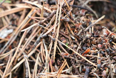 High angle view of dry plant on field