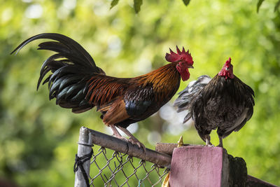 Close-up of rooster