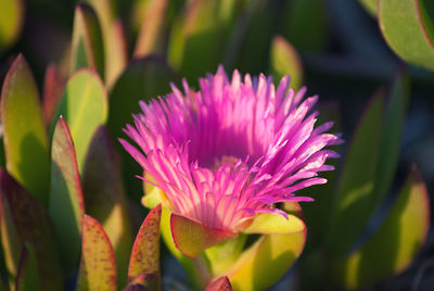 Close-up of pink flowers