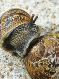 Close-up of snails mating