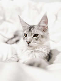 Close-up portrait of cat