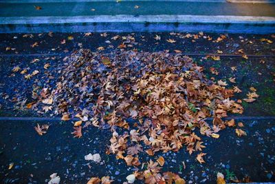 Close-up of leaves on water