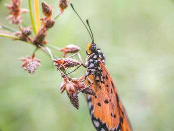 Close-up of butterfly on leaf