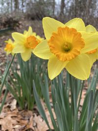 Close-up of fresh yellow flower