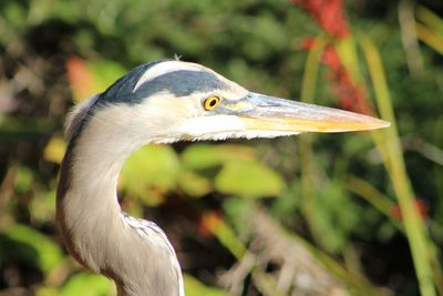 Close-up of a bird