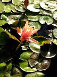 Close-up of water lily