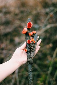 Close-up of hand holding plant