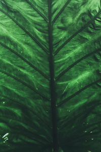 Full frame shot of green leaves