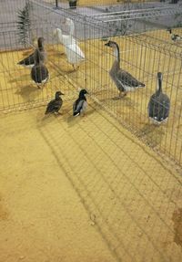 Birds perching on floor