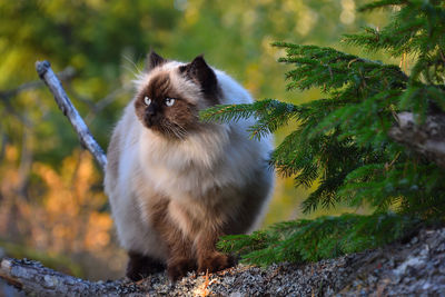 View of a cat in the forest