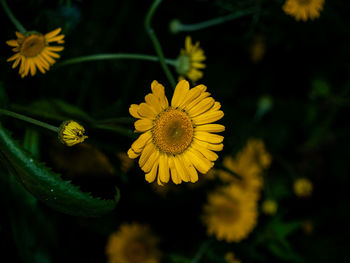 Close-up of yellow flowering plant