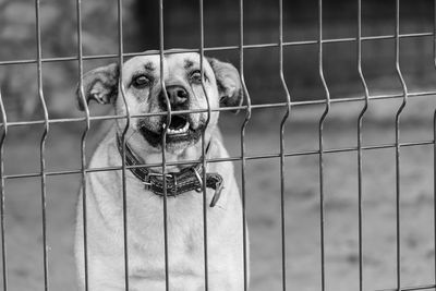 Close-up of dog looking through fence