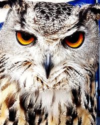 Close-up portrait of owl