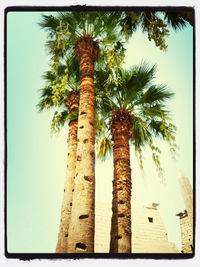 palm tree