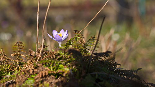 Close-up of crocus blooming outdoors