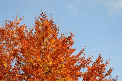 Low angle view of autumn trees against sky