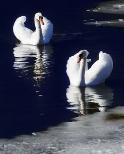 Swan swimming in lake