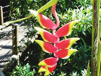 Close-up of red flower