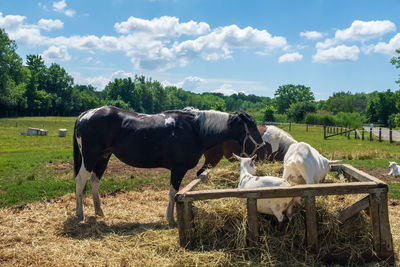 Horses in the field