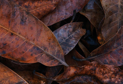 Close-up of dry maple leaves