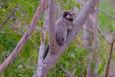 Lizard on tree branch