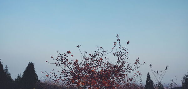 Low angle view of birds against clear sky