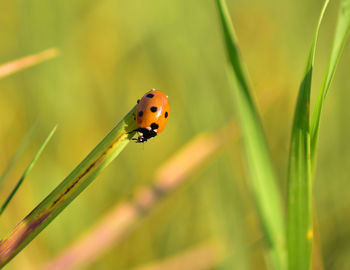 Close-up of ladybug on plant