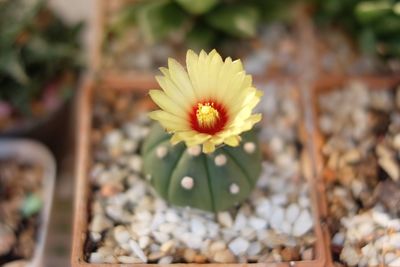 Close-up of yellow flowering plant