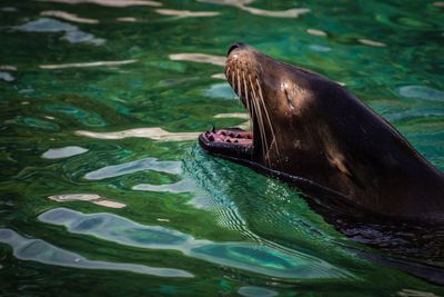 Side view of seal with mouth open swimming in water