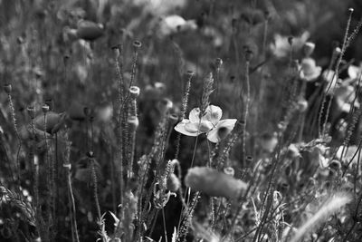 Close-up of flowering plants on field