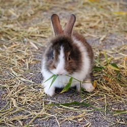 Close-up of rabbit eating grass