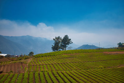 Scenic view of agricultural field against sky