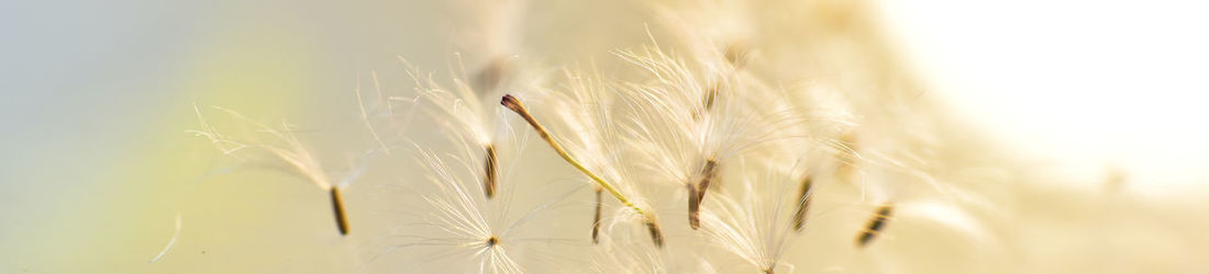 Close-up of stalks in field against sky